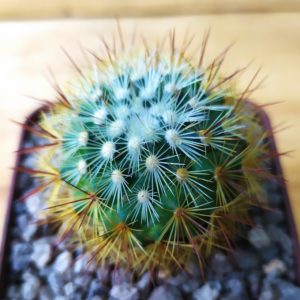Mammillaria densispina