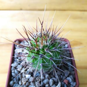Echinopsis hybrid
