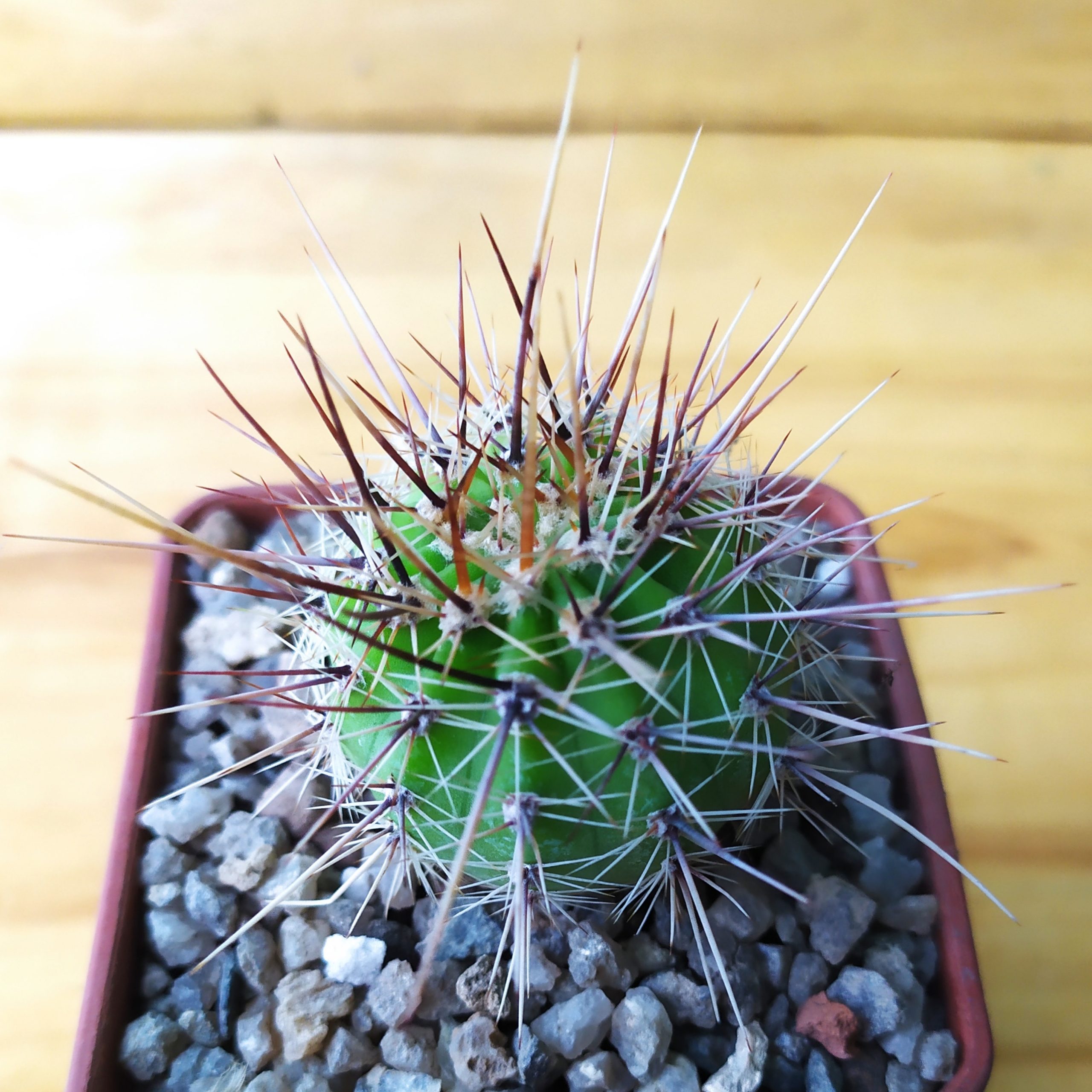 Echinopsis hybrid