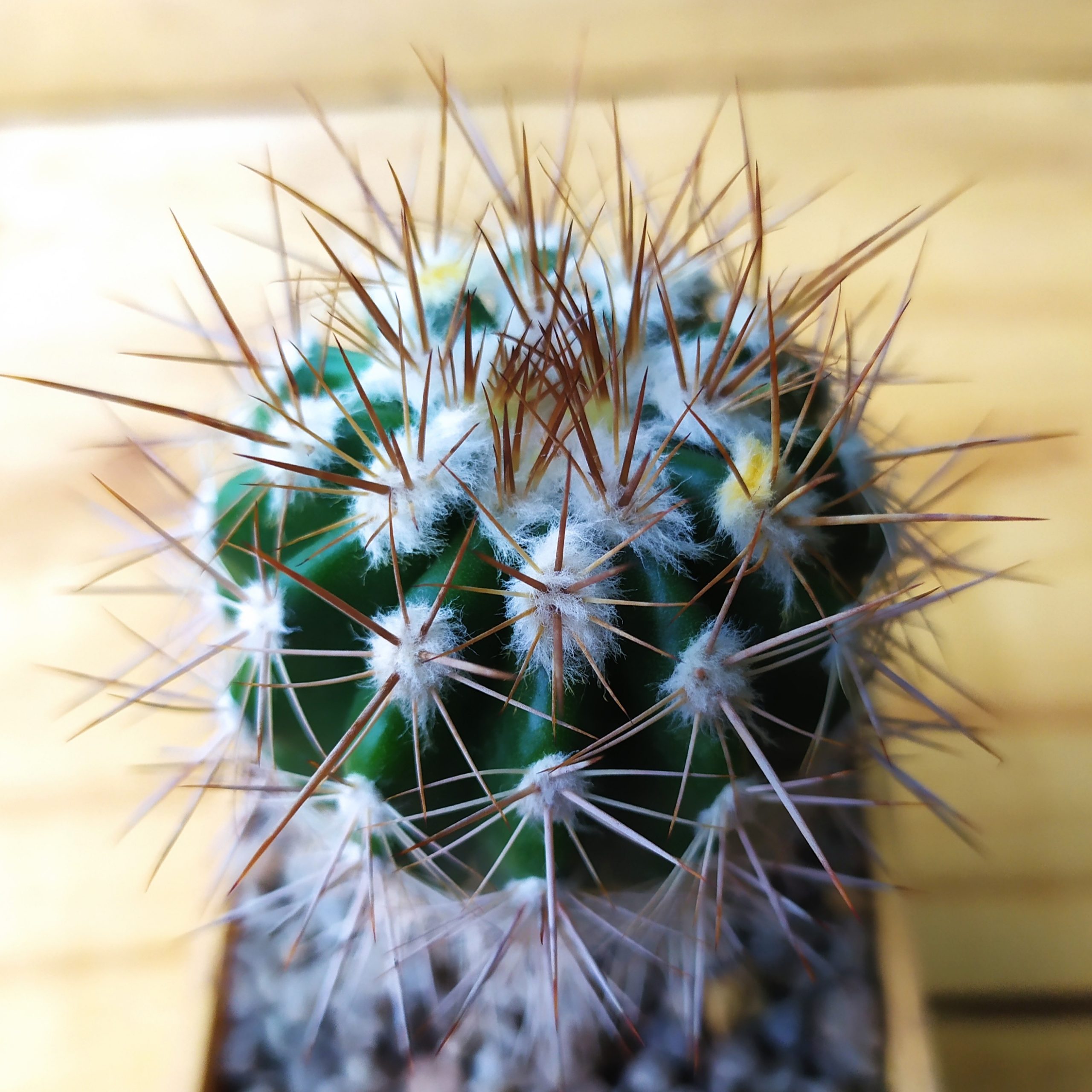 Echinopsis hybr.