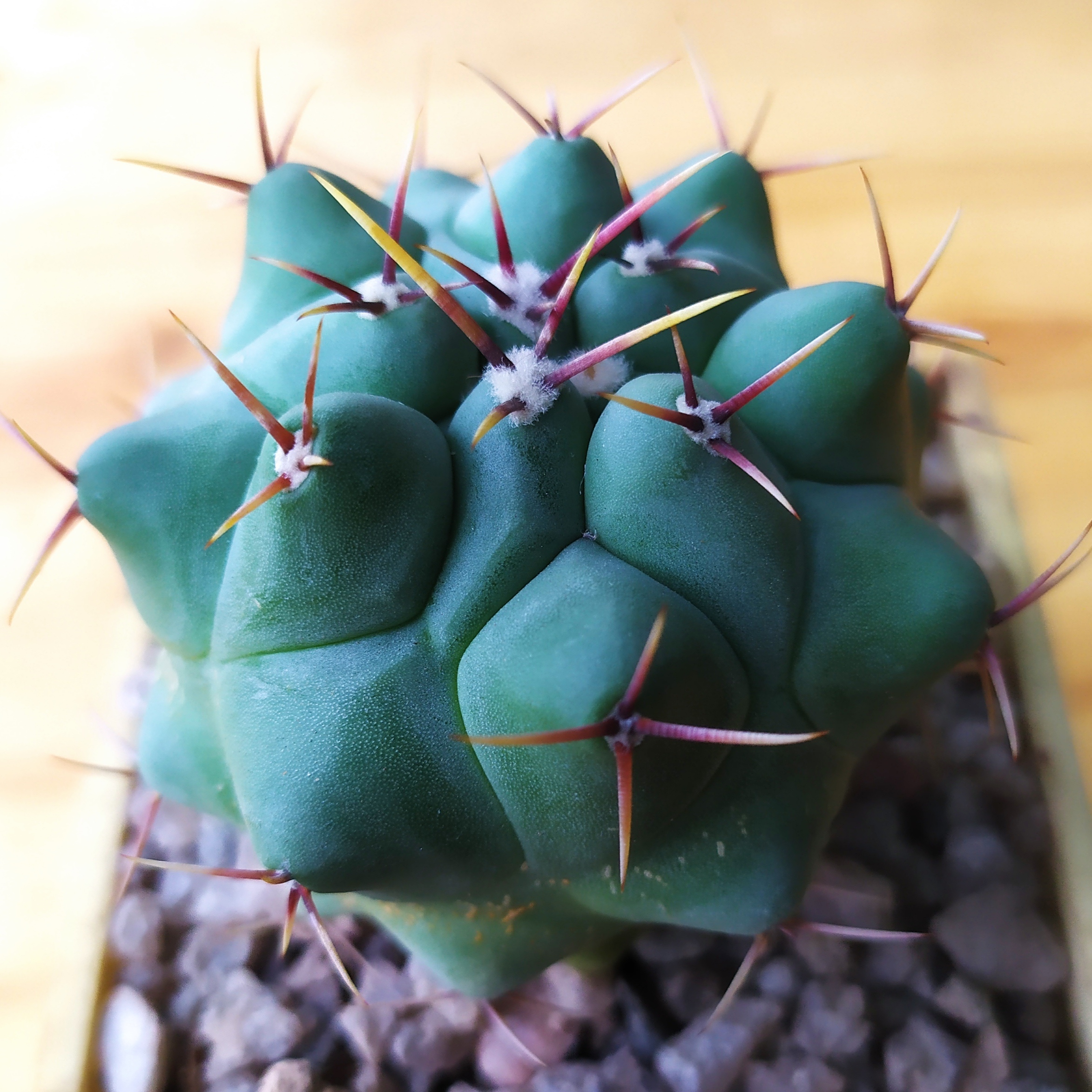 Thelocactus rinconensis
