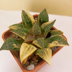 Haworthia Golden Queen Variegated