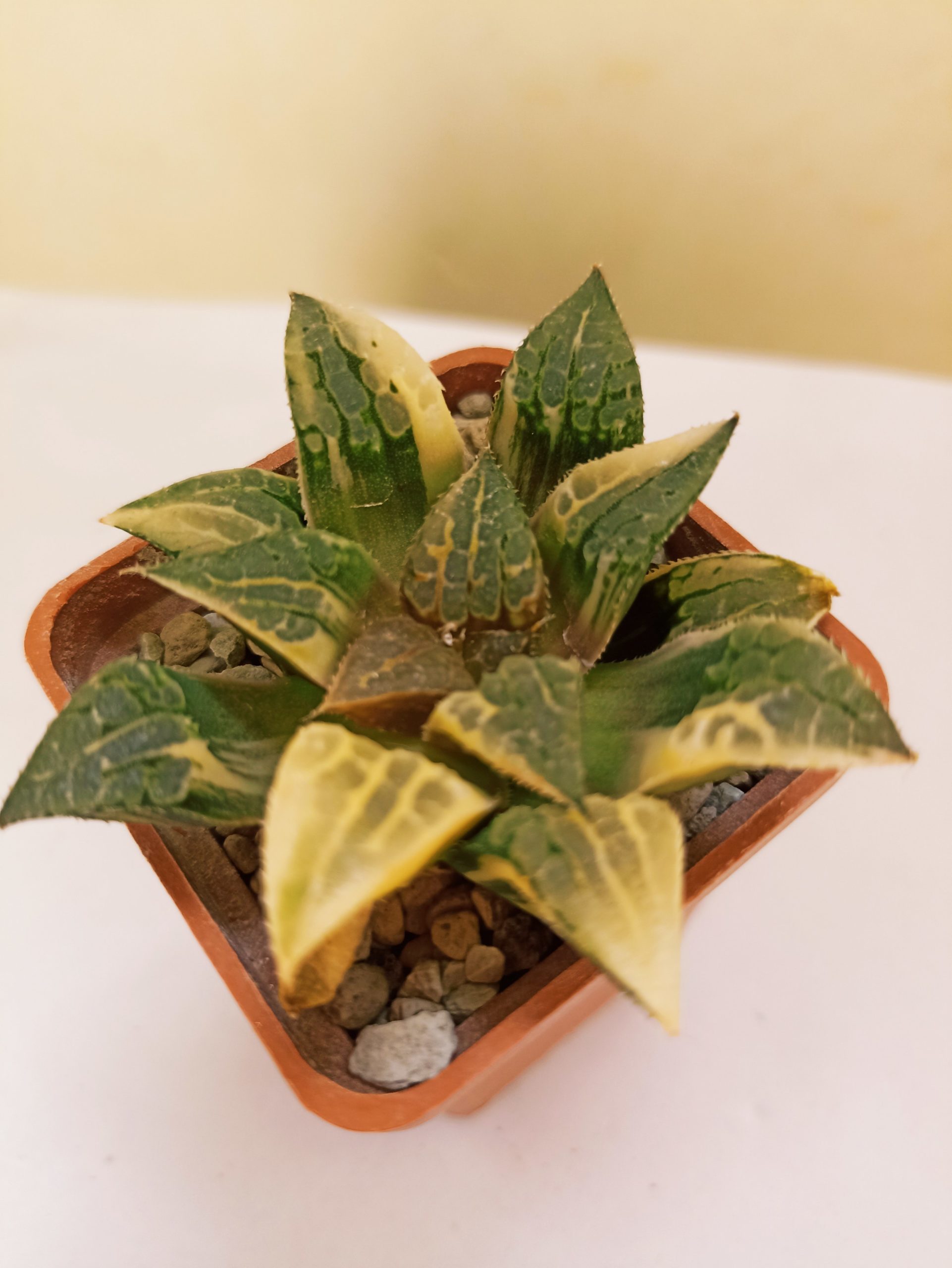 Haworthia Golden Queen Variegated
