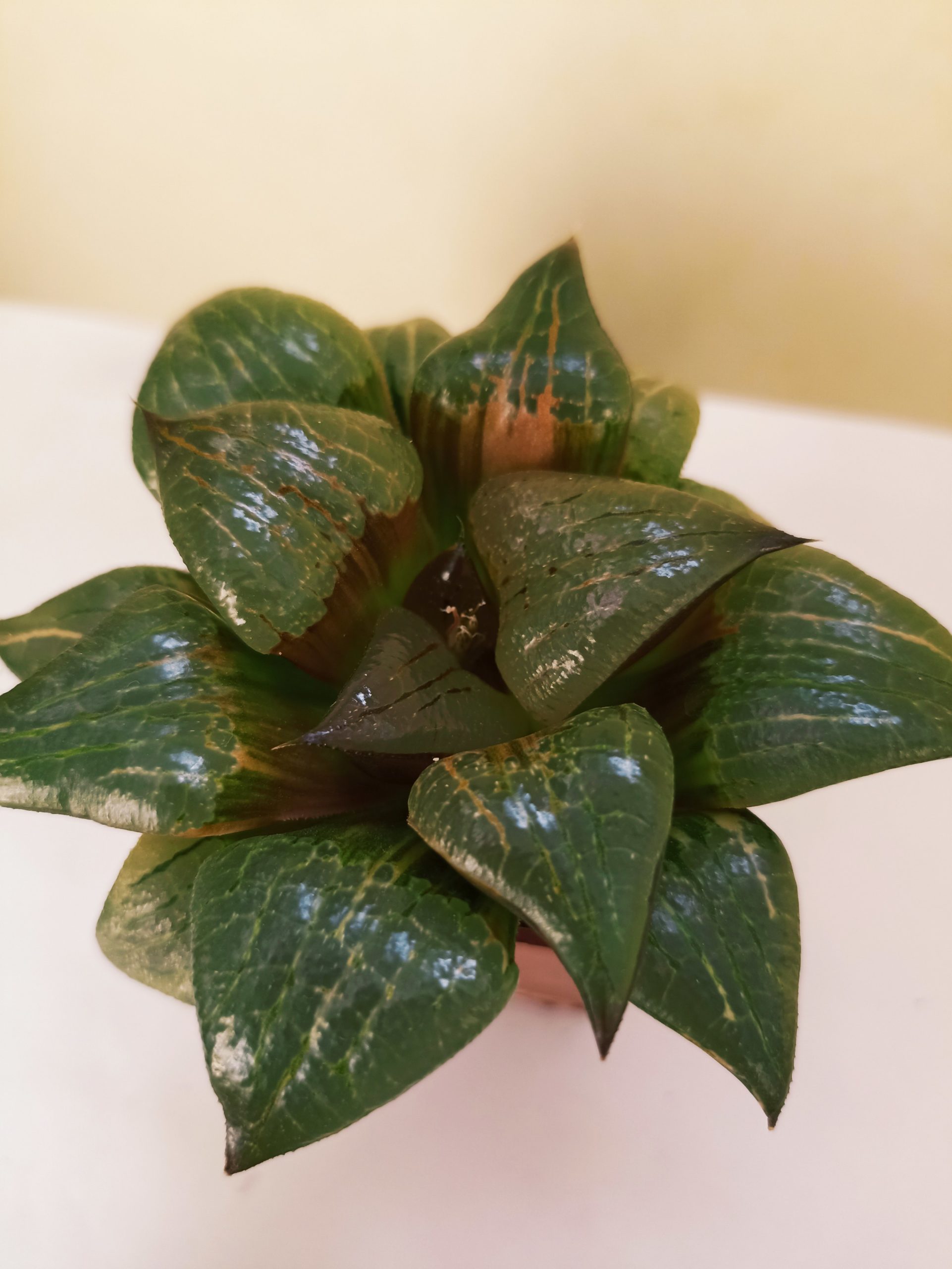 Haowrthia Akanko Variegated Big