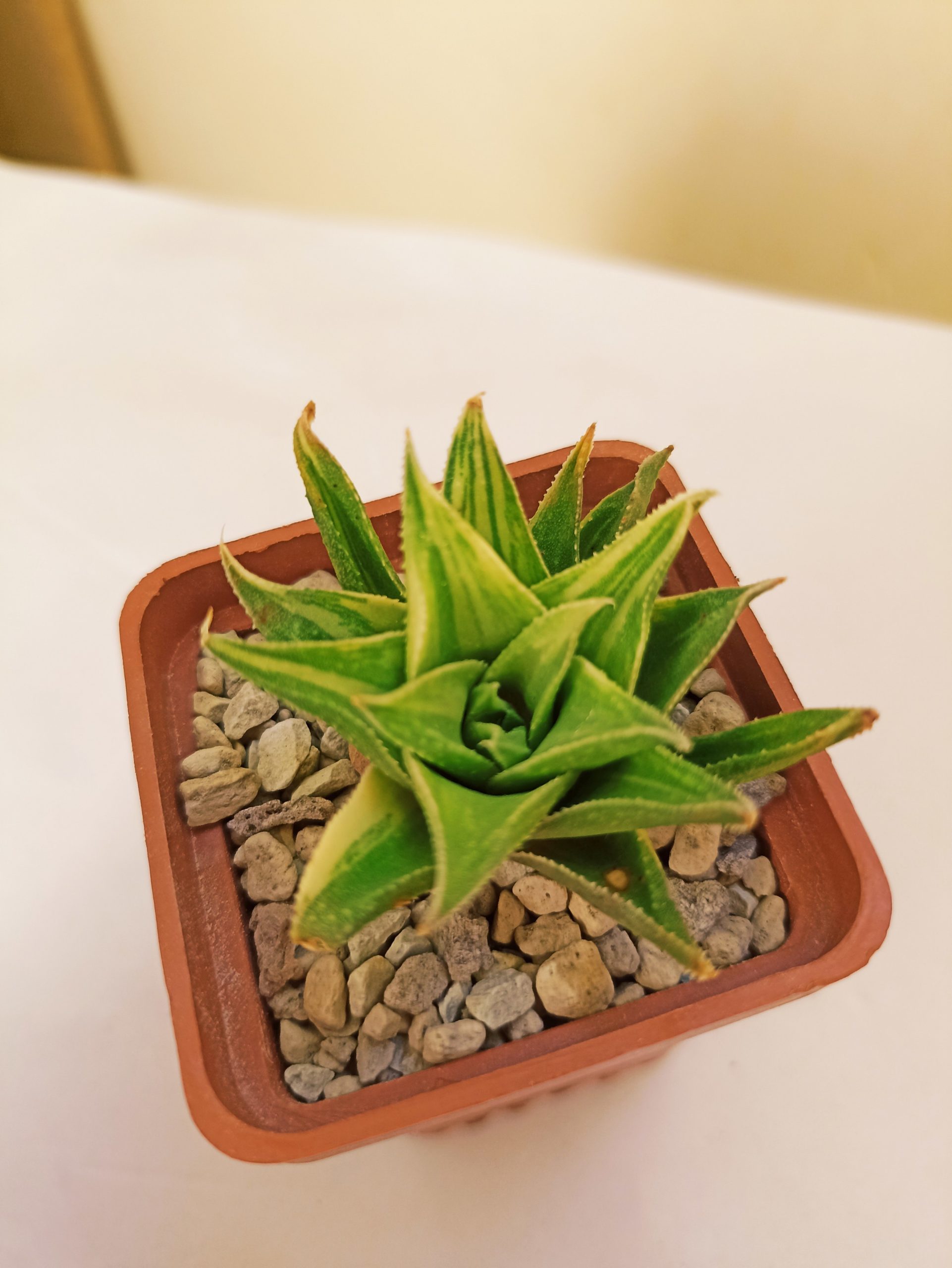 Haworthia Manda's Hybrid Variegated