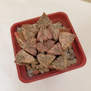 Haworthia Picta April