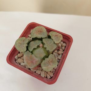 Haworthia Maughanii Kyoaburi