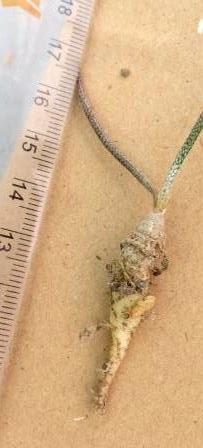 astrophytum caput medusae
