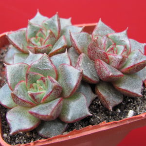 Echeveria    purpusorum   hybr.