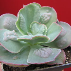 Echeveria   Linguas