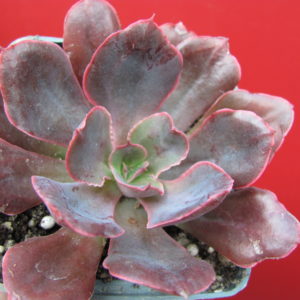 Echeveria     Red   Prince