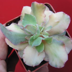 Echeveria   *     Curly*   variegata