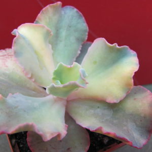 Echeveria   *   Curly*   variegata