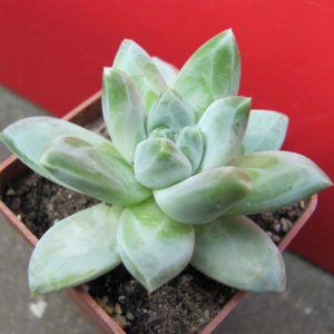 Pachyphytum   compactum  *Purple  Diamond*   hybr.