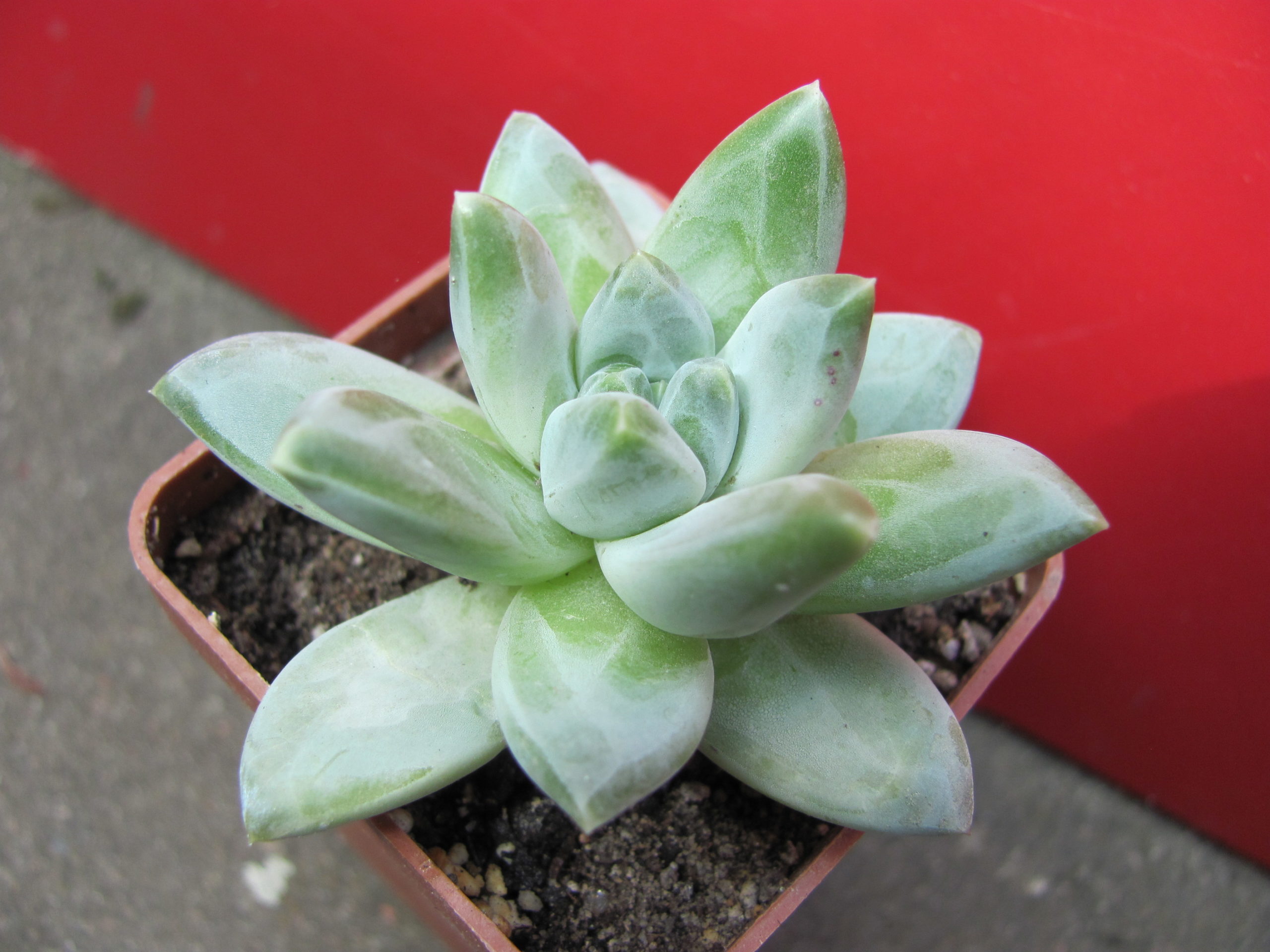Pachyphytum   compactum  *Purple  Diamond*   hybr.