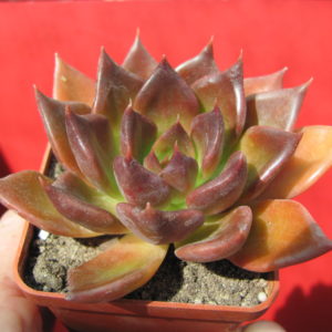 Echeveria     Alfred   Graf