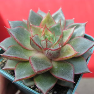 Echeveria    purpusorum    hybr.