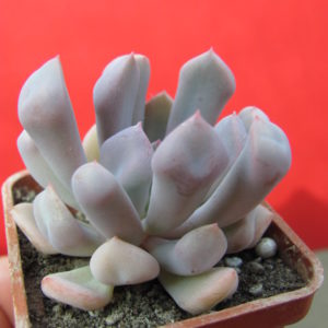 Echeveria   Cupid
