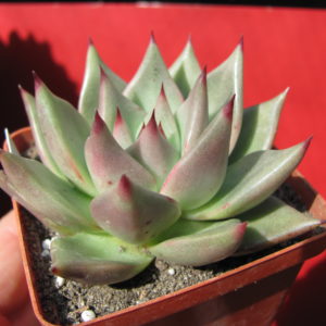 Echeveria   Romeo