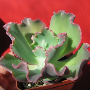 Echeveria     Virginia   Lee
