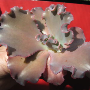 Echeveria     Silveron   Red