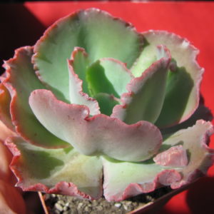 Echeveria     Crazy   Joker