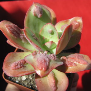 Echeveria    Baron   Bold