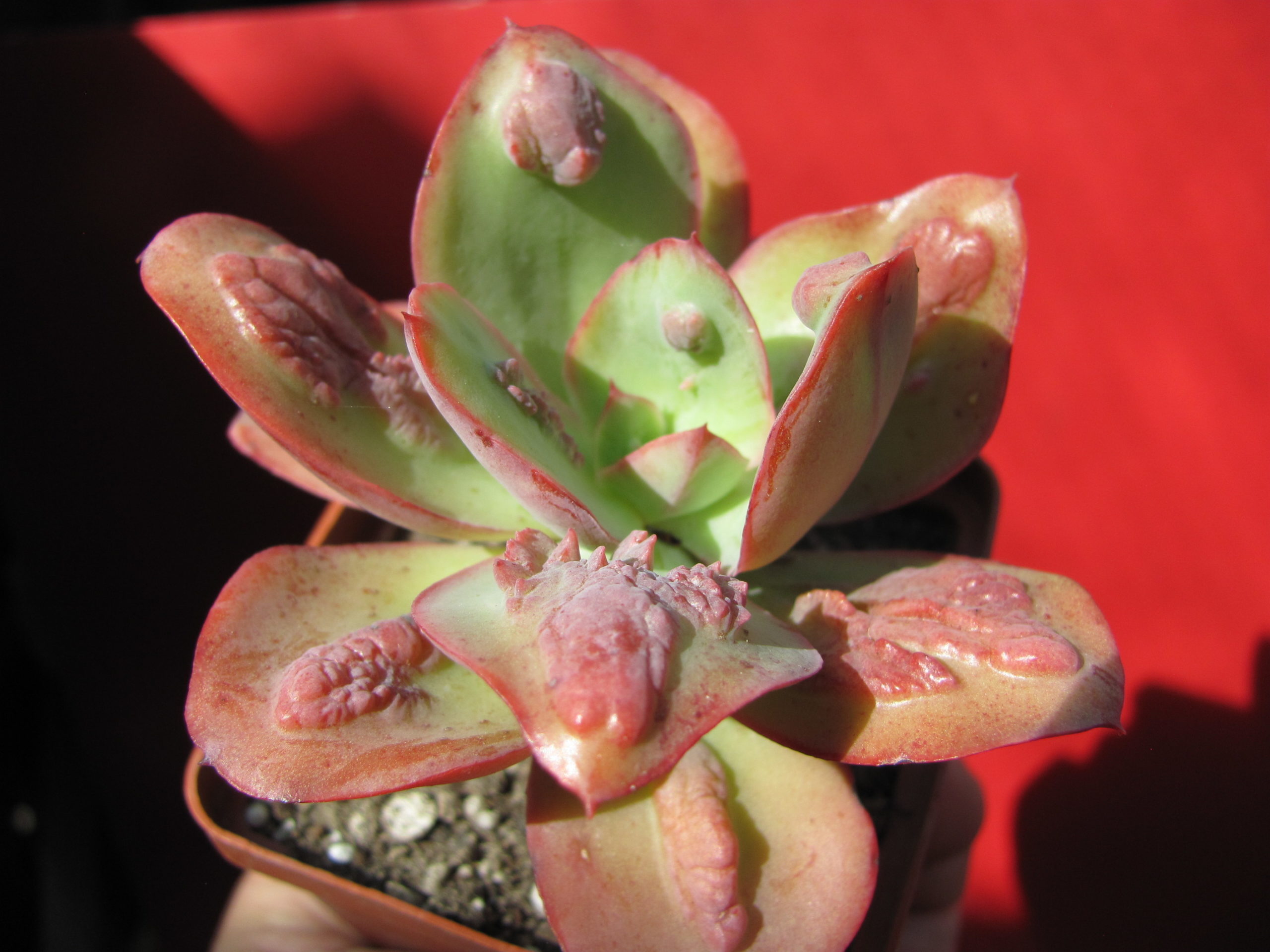Echeveria Baron Bold