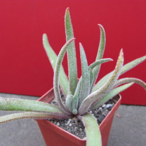 Crassula    hirta