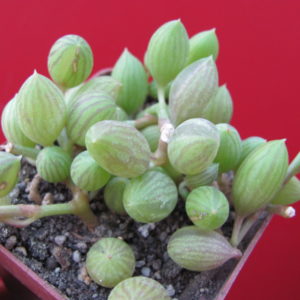 Senecio   herreianus