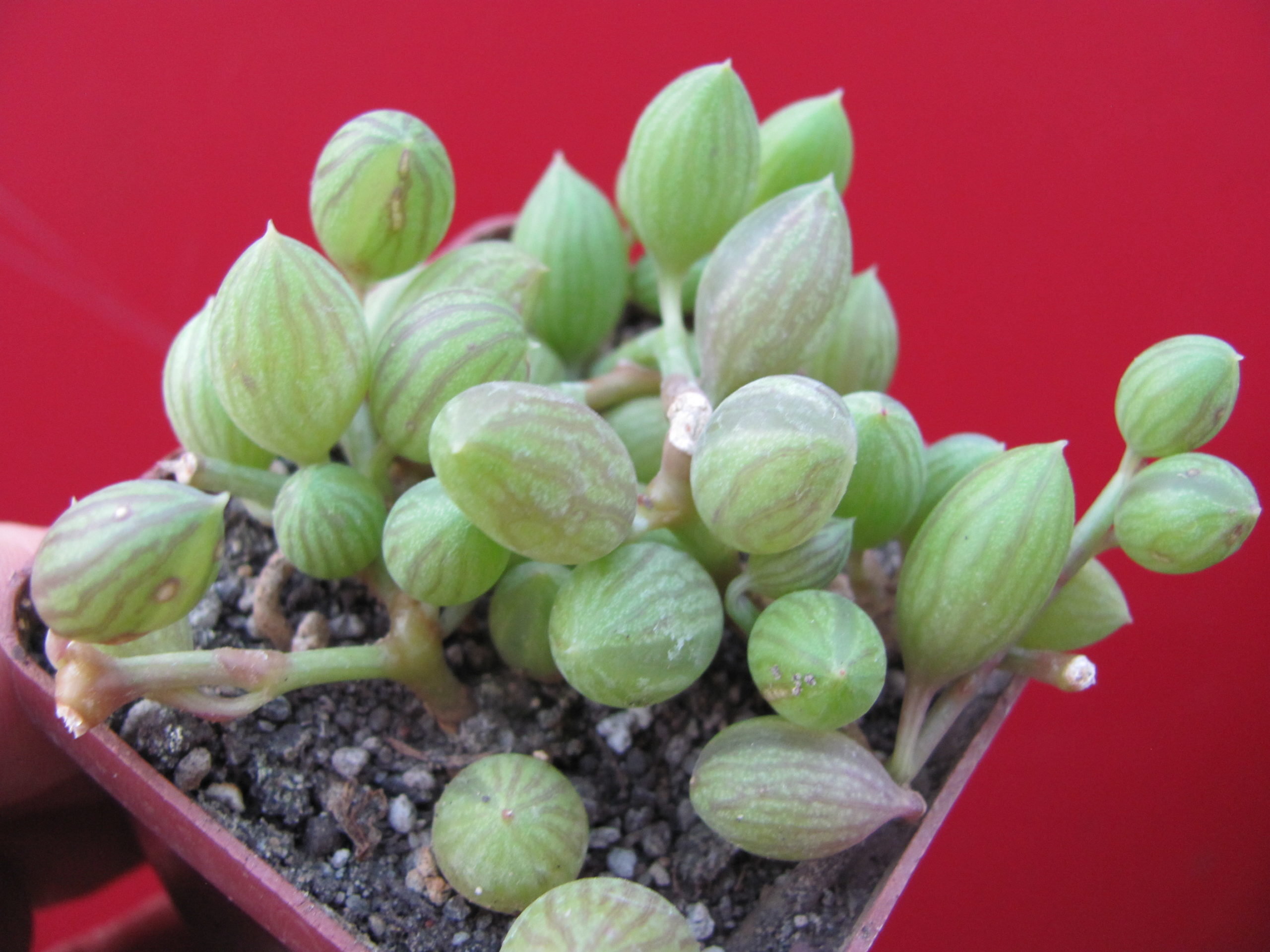 Senecio   herreianus
