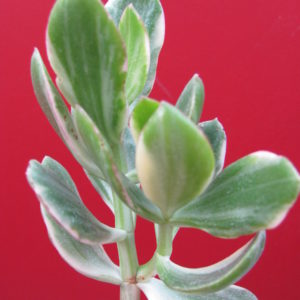Crassula   ovata   variegata