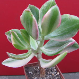 Crassula    ovata   variegata