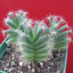 Trichodiadema   densum        3  разом