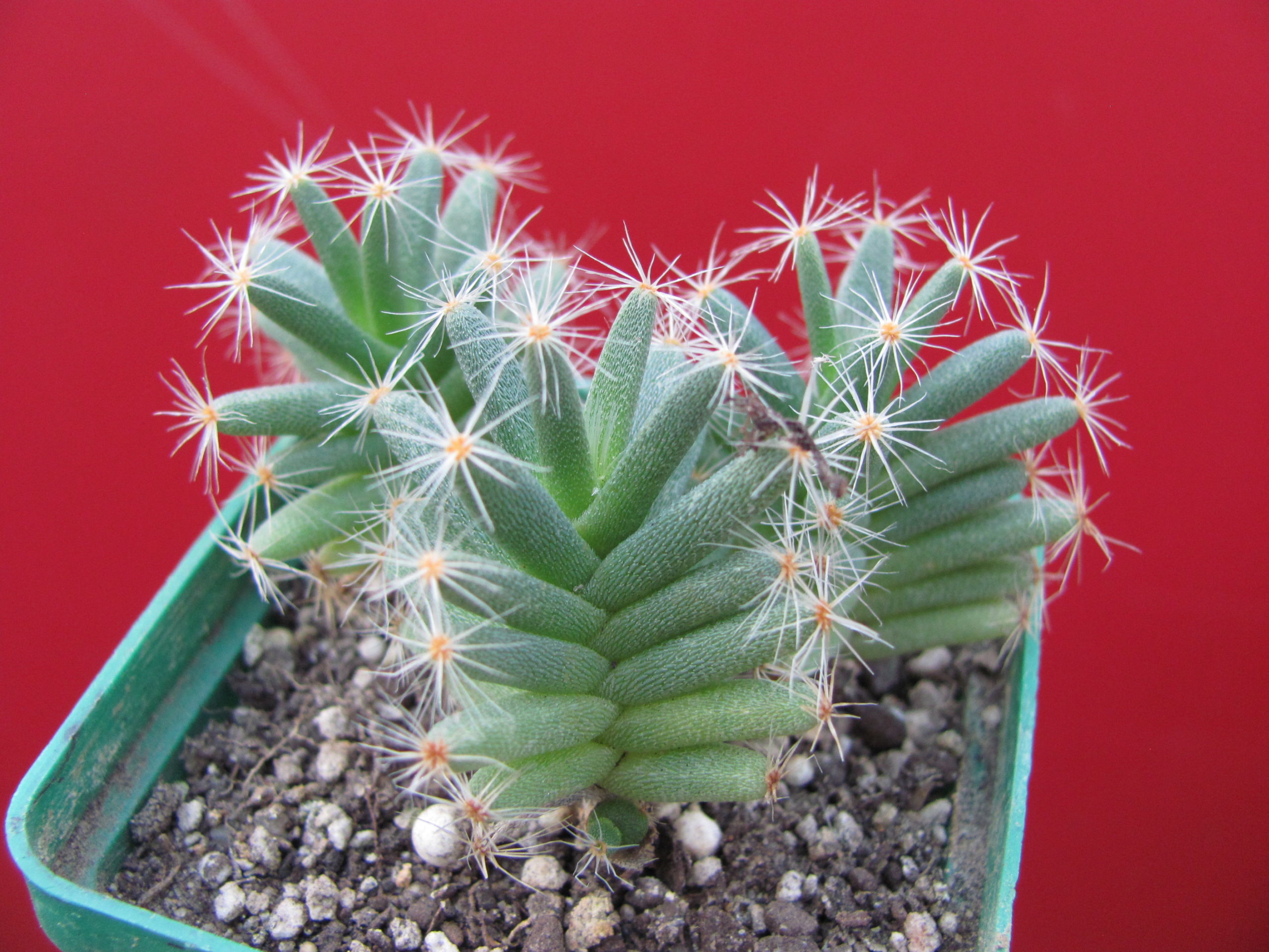 Trichodiadema   densum        3  разом
