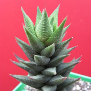 Haworthia    resendeana