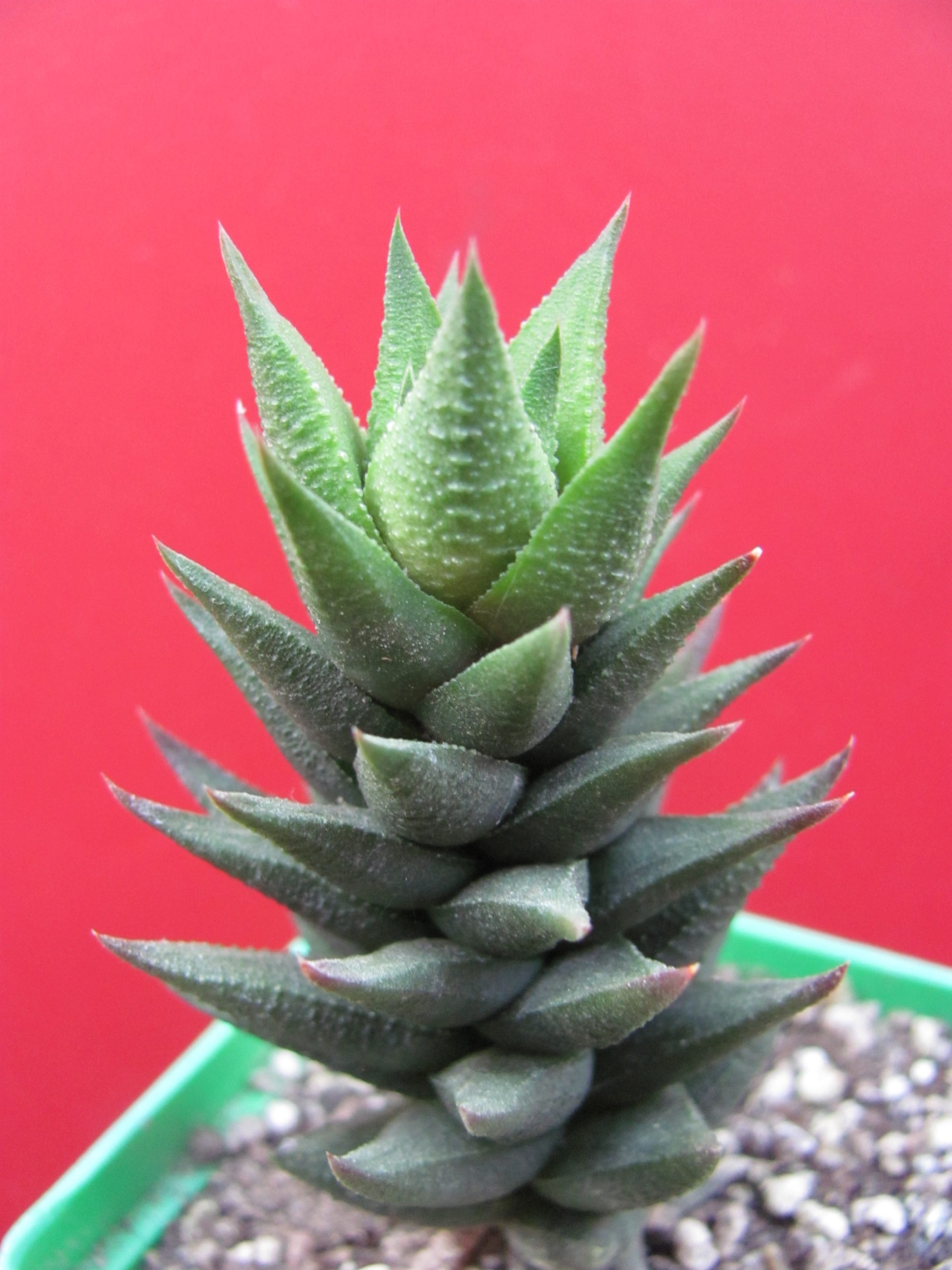 Haworthia    resendeana