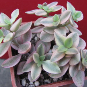 Crassula   volkensii     variegata