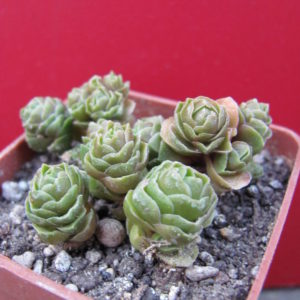Crassula    Emerald
