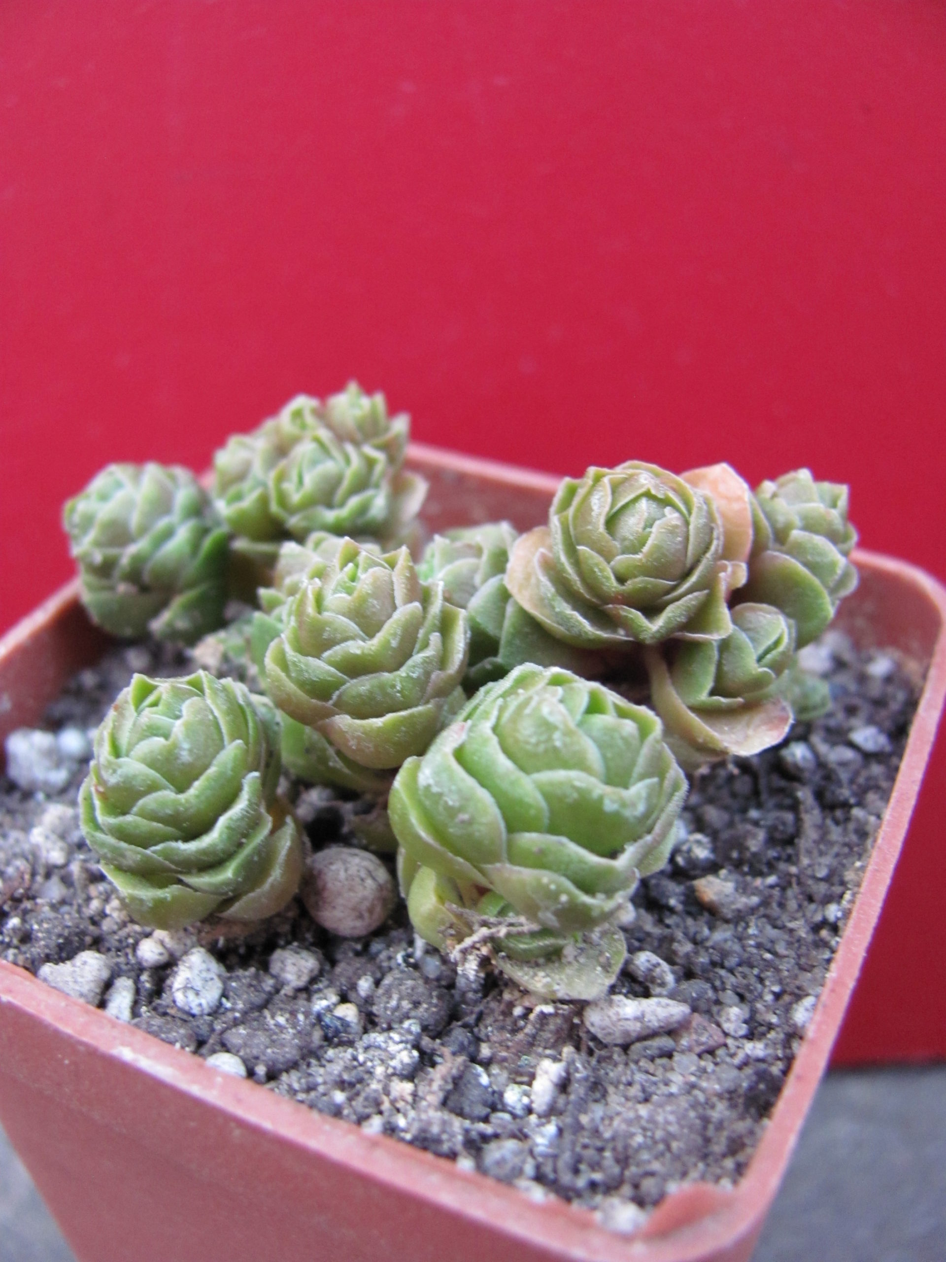 Crassula    Emerald