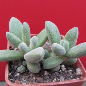 Crassula   namaguensis