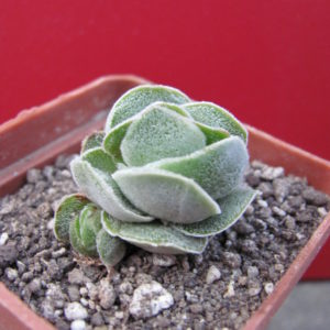 Crassula    Ivory   Pagoda