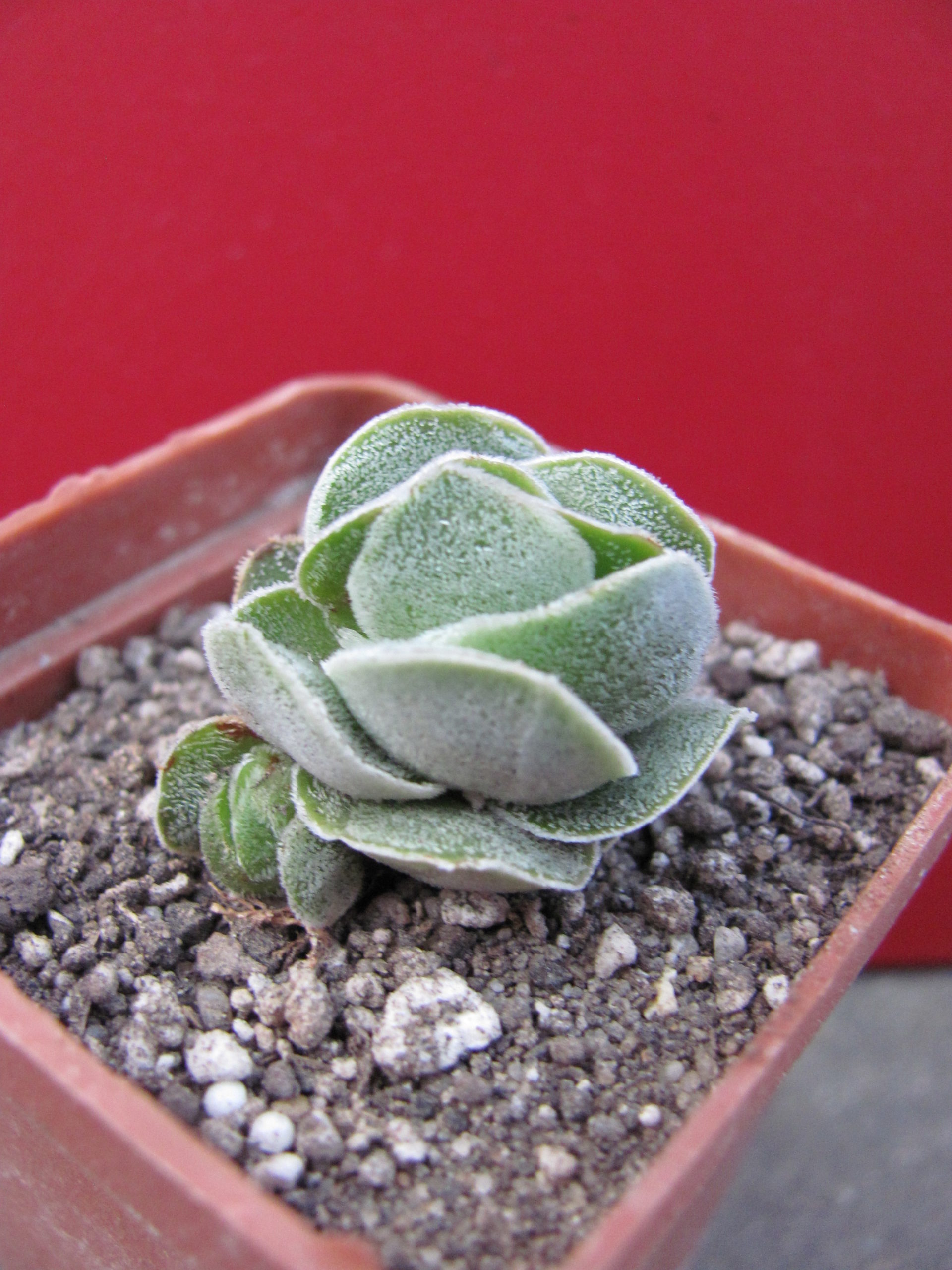 Crassula    Ivory   Pagoda