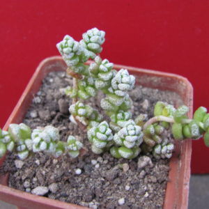 Crassula   coralina