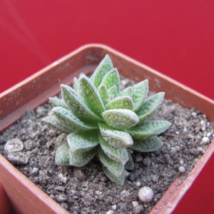 Crassula   Frosty