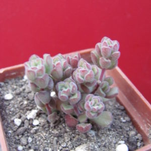 Sedum   versadense