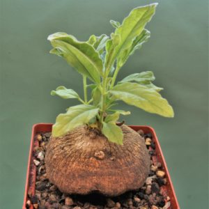 Raphionacme-madiensis-East-Africa-4.