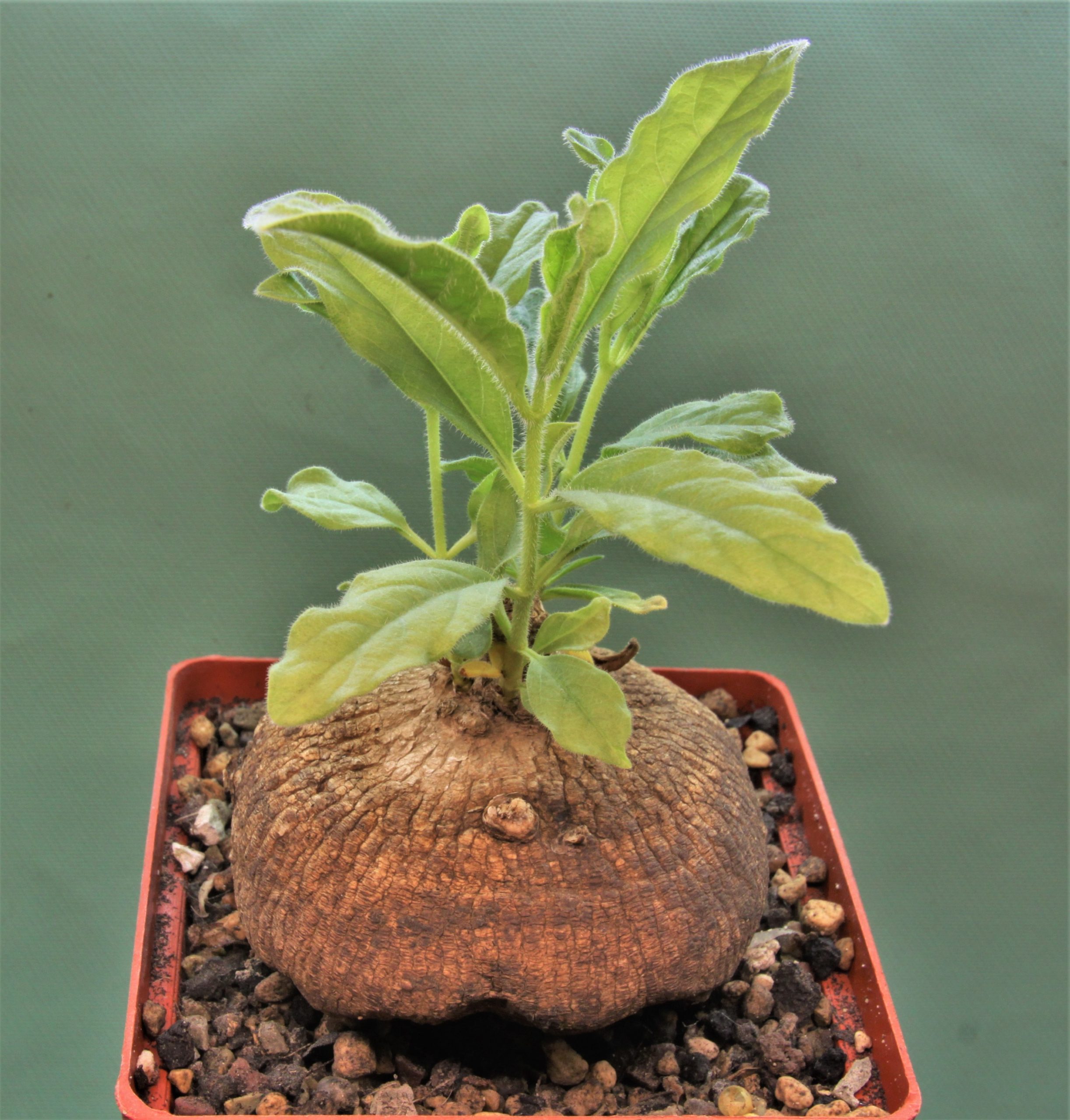Raphionacme-madiensis-East-Africa-4.