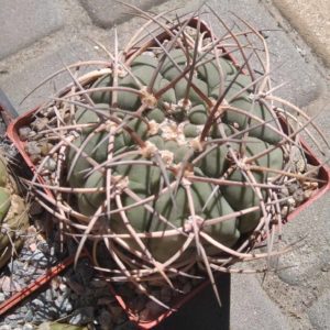 Gymn. cardenasianum -diam.- 8cm-