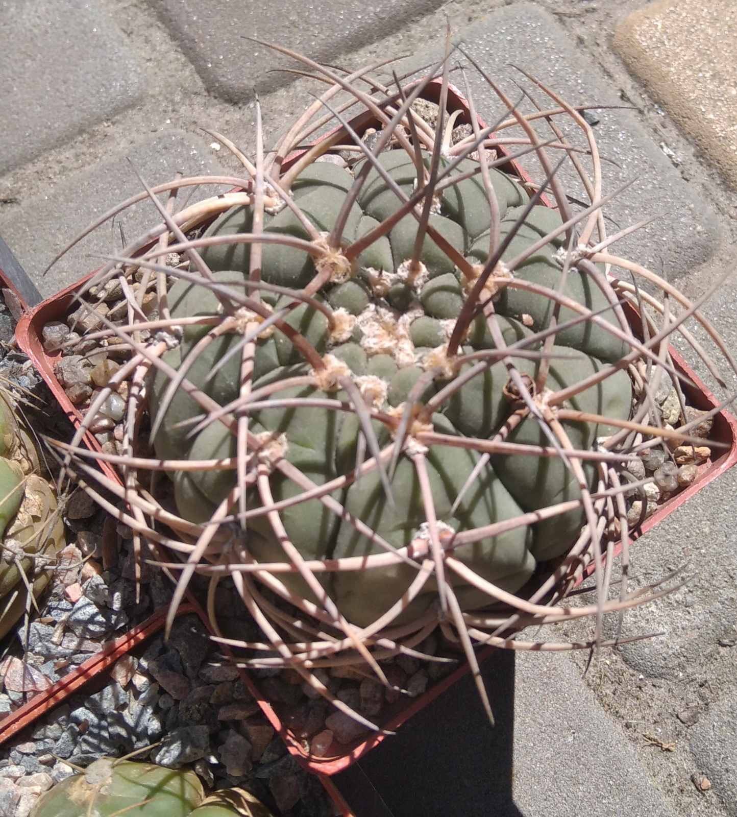 Gymn. cardenasianum -diam.- 8cm-